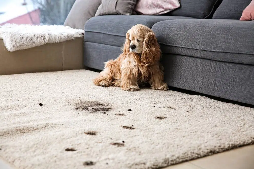 Home remedies for pet stains on carpet sales